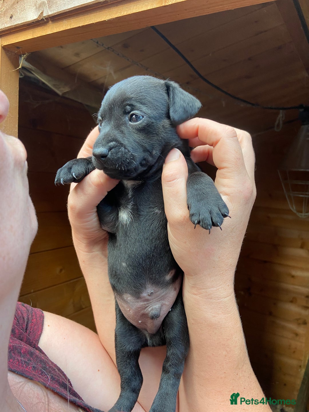 Patterdale Terrier dogs for sale: Patterdale pups - Image 3
