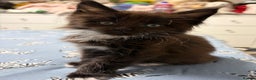 Maine Coon cats for sale: Champion Russian line full Maine coon kittens - Advert 9