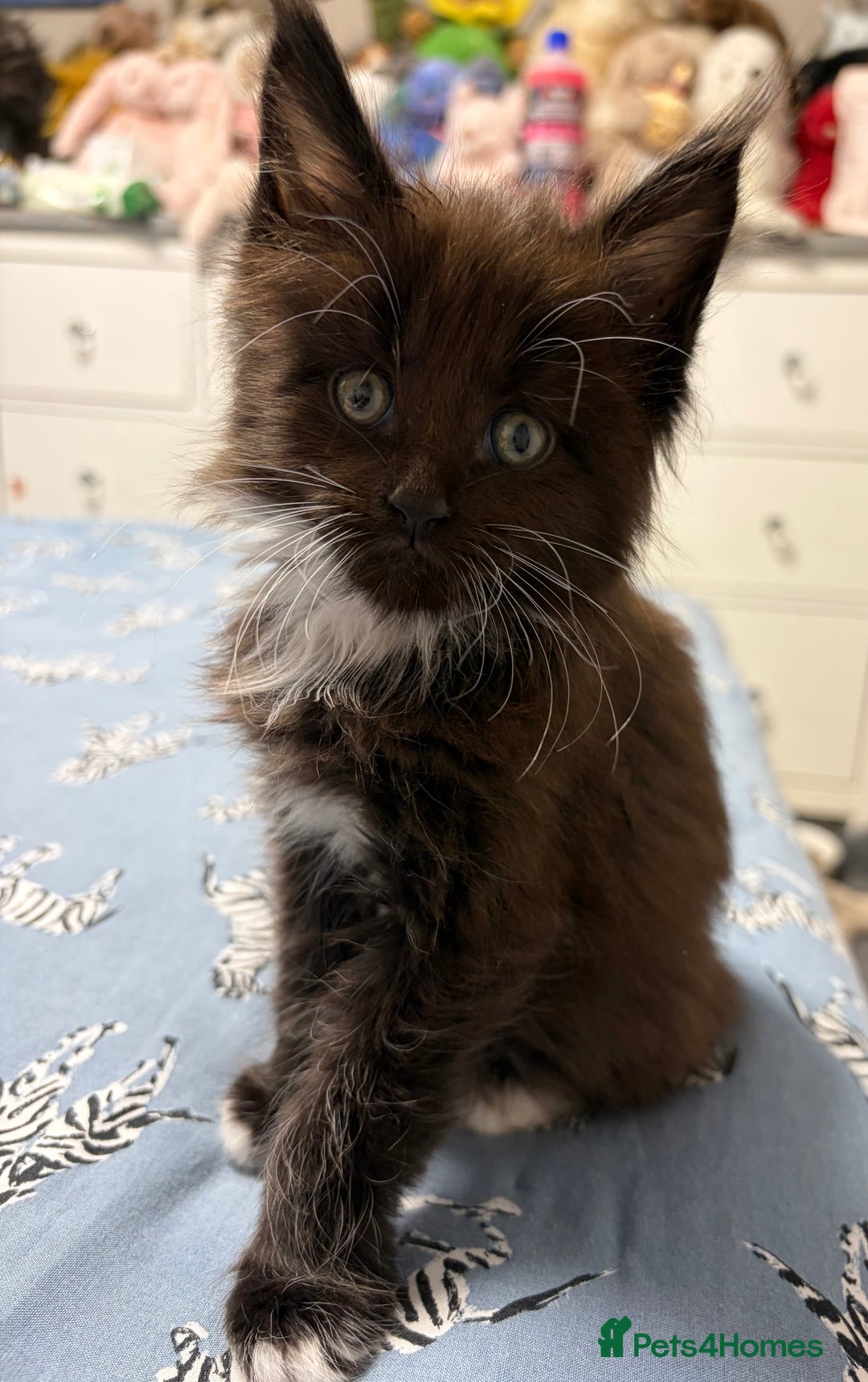 Maine Coon cats for sale: Champion Russian line full Maine coon kittens - Advert 9