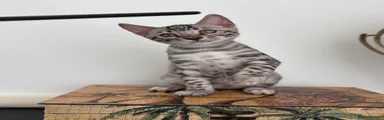 Bengal 2