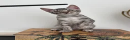 Bengal cats for sale: 2 TICA Active Bengal BOYS! - Advert 7
