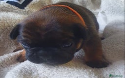 French Bulldog dogs for sale: 4 Chunky Male French Bulldogs - Image 10