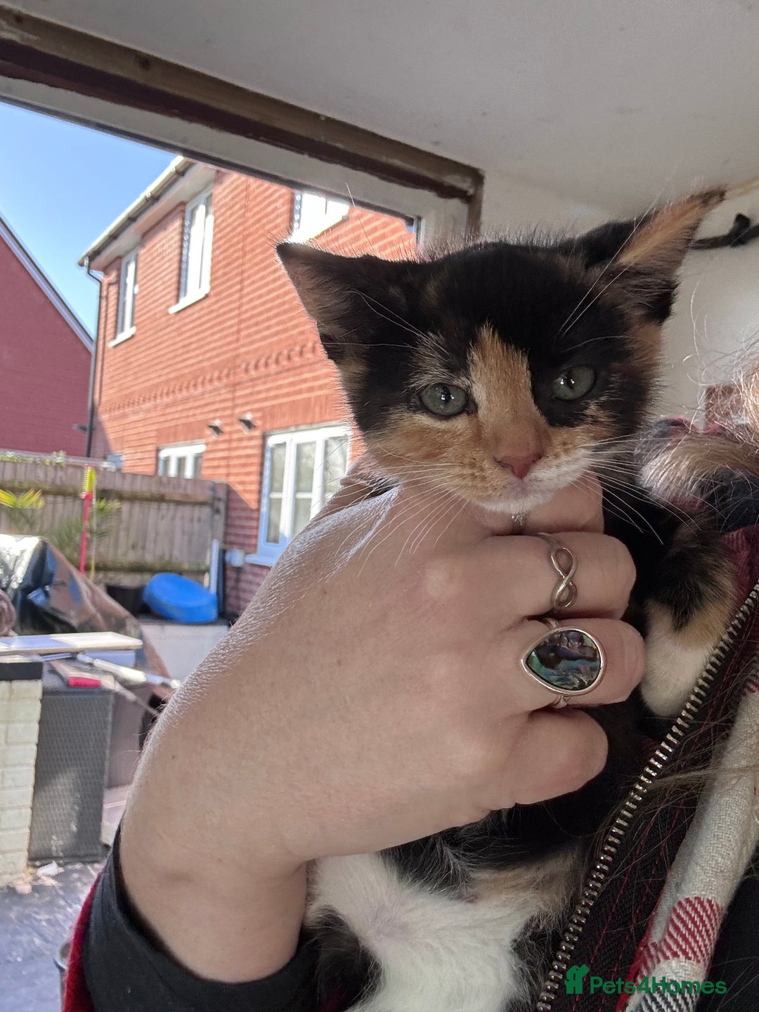 Bengal cats for sale: 12 mixed kittens - Advert 9