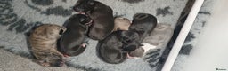 Mixed Breed dogs for sale: Beddy whippet pups - Advert 4