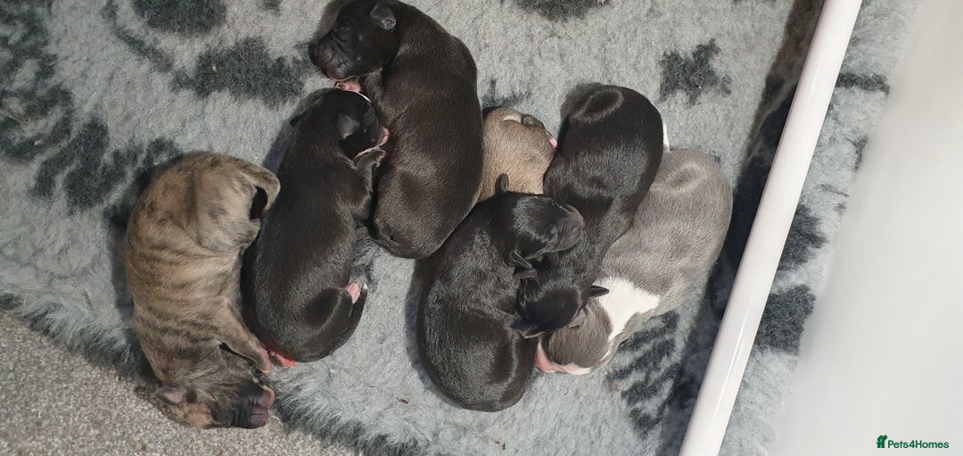 Mixed Breed dogs for sale: Beddy whippet pups - Advert 4