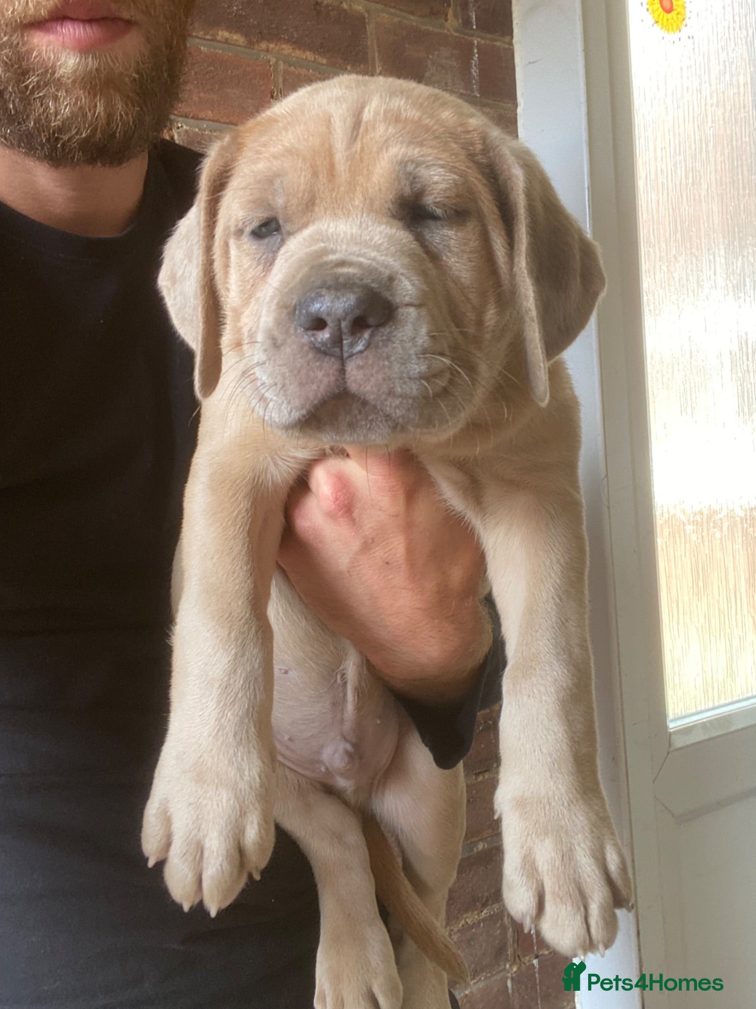 Mixed Breed dogs Last 3 Mastiff hybrid puppys - Advert 2
