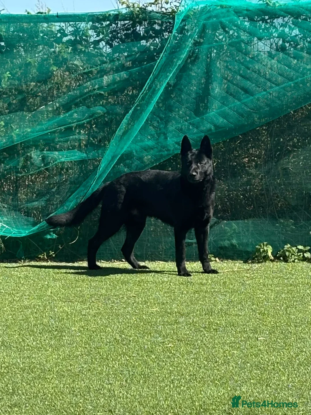 German Shepherd dogs for stud: PROVEN- BLACK-GERMAN SHEPHERD AVAILABLE FOR STUD - Advert 1