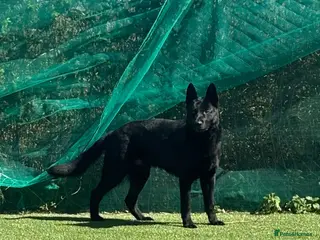 German Shepherd dogs PROVEN- BLACK-GERMAN SHEPHERD AVAILABLE FOR STUD - Advert 5