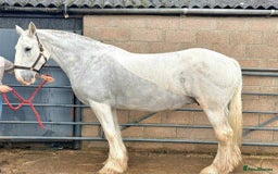 Shire horses for sale: Big Jazz !!  - Image 2