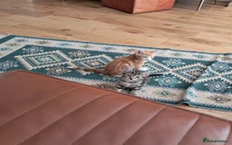 European cats for sale: 2x male kittens - Image 6