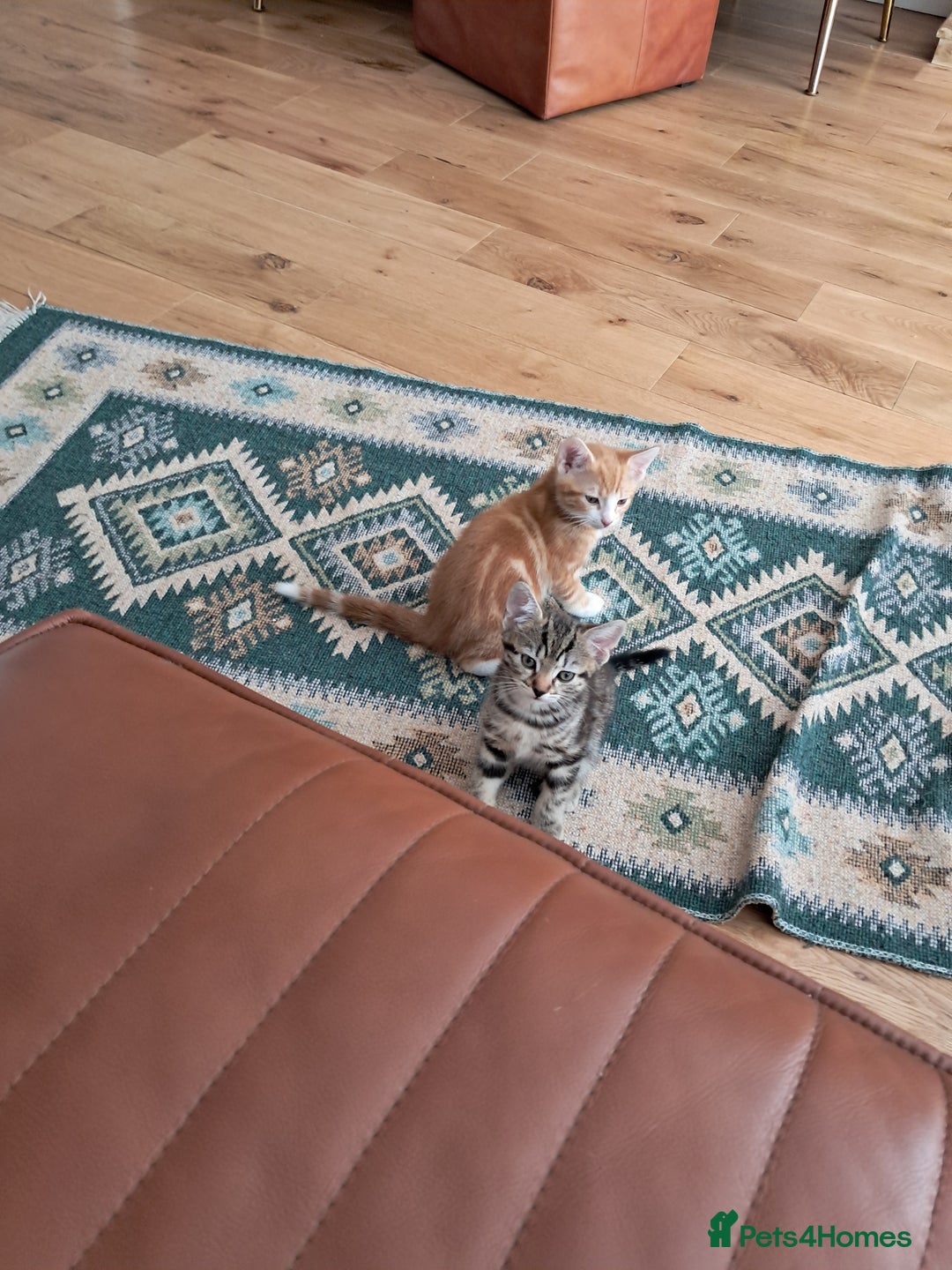 European cats for sale: 2x male kittens - Image 6