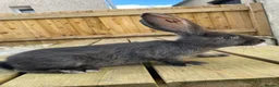 Continental Giant rabbits for sale: 💖  8 week old continental giants 💖 - Advert 8