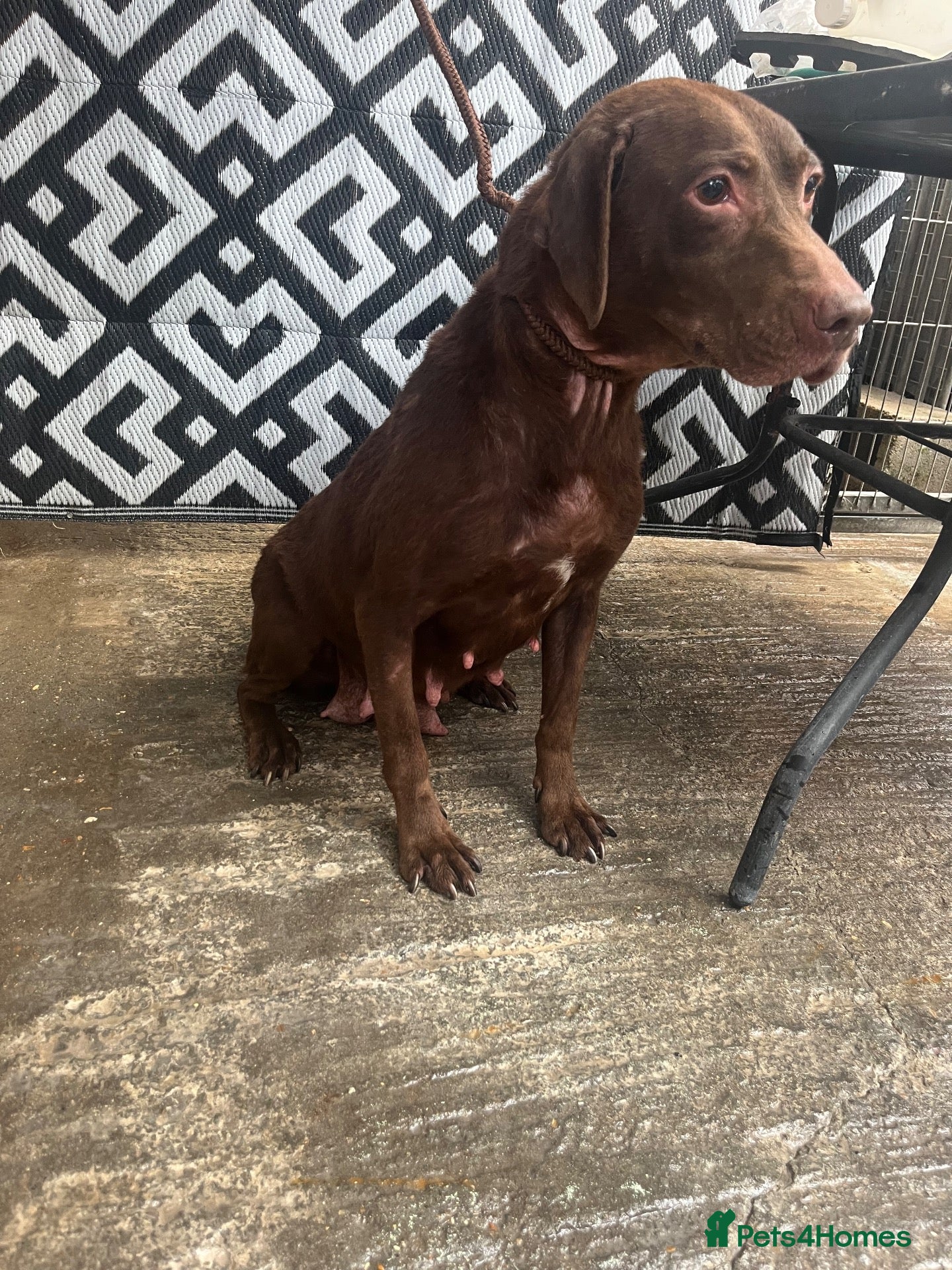 Labrador Retriever dogs LABRADOR PUPPY FOR SALE - Advert 1