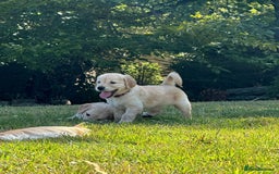 Golden Retriever dogs for sale: ⭐️Fantastic⭐️KC Reg Puppy⭐️Healthy Golden Ret - Image 2
