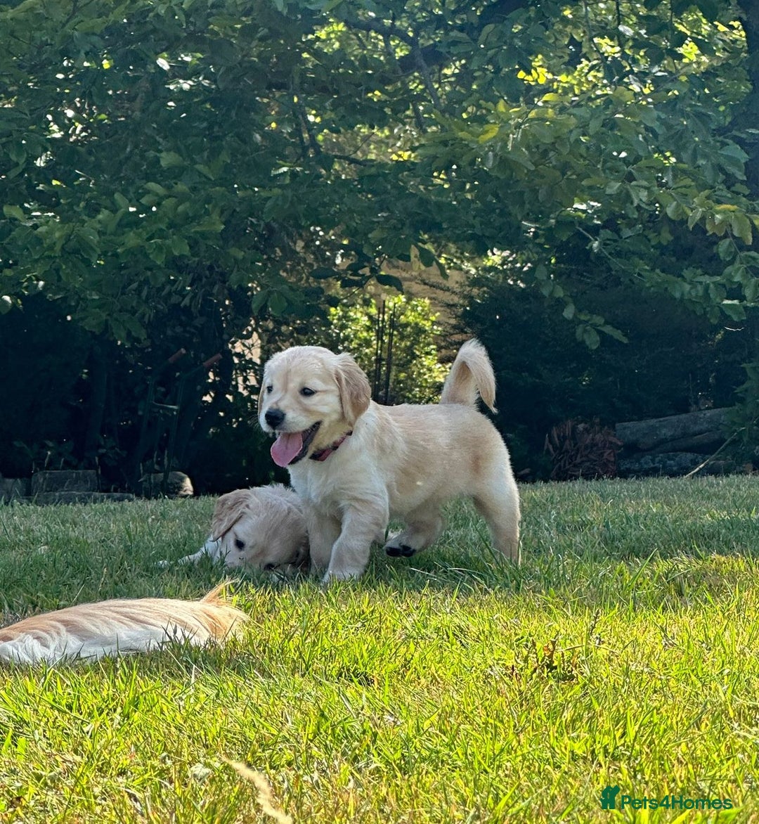 Golden Retriever dogs for sale: ⭐️Fantastic⭐️KC Reg Puppy⭐️Healthy Golden Ret - Image 2