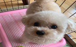 Toy Poodle dogs for sale: Cute Apricot Toy Poodle looking for a new home  - Image 3