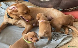 Labrador Retriever dogs for sale: Stunning Fox Red Labrador Puppies For Sale - Image 14