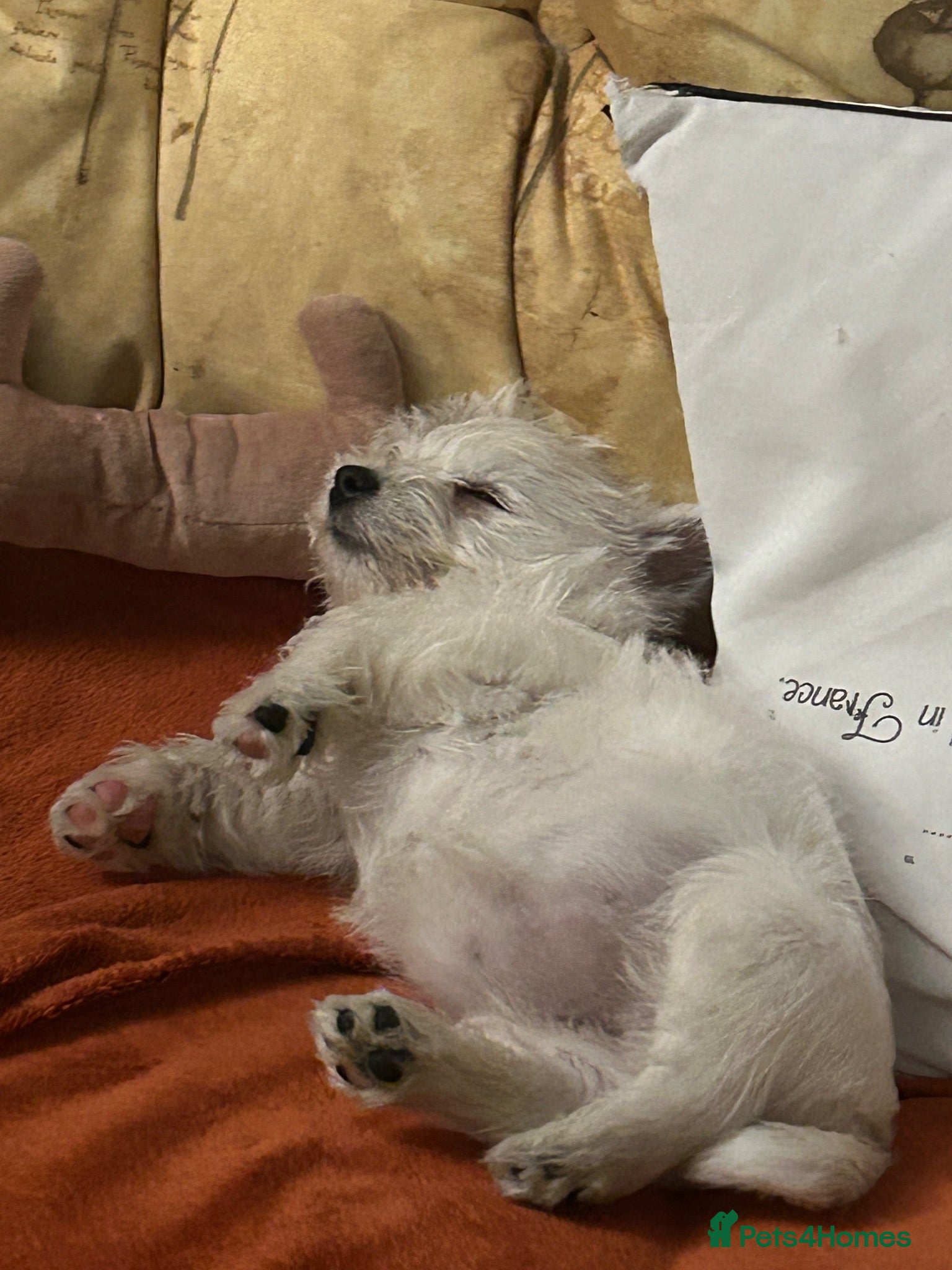 West Highland Terrier dogs 5 generation Kc pups - Advert 15