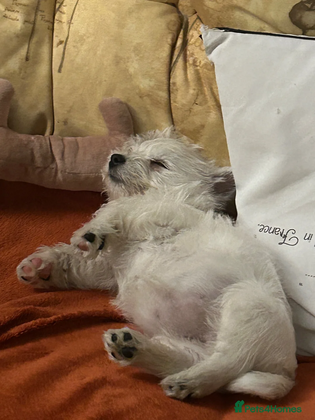West Highland Terrier dogs for sale: 5 generation Kc pups in Llandysul - Advert 1