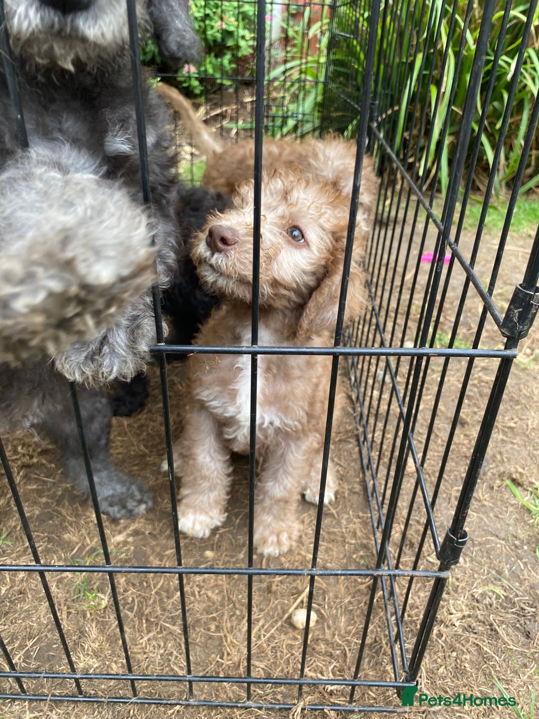 Bedlington Terrier dogs for sale: Bedlington Terrier puppies for sale in Hertford - Image 28