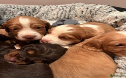 Cocker Spaniel dogs for stud: Kc health tested working cocker spaniel  - Image 7