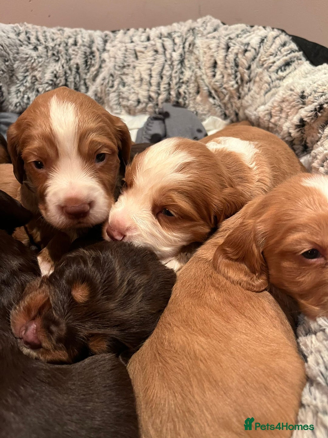 Cocker Spaniel dogs for stud: Kc health tested working cocker spaniel  - Image 7