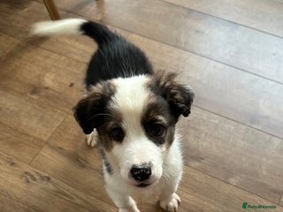 Border Collie dogs Boarder collie pups - Advert 1