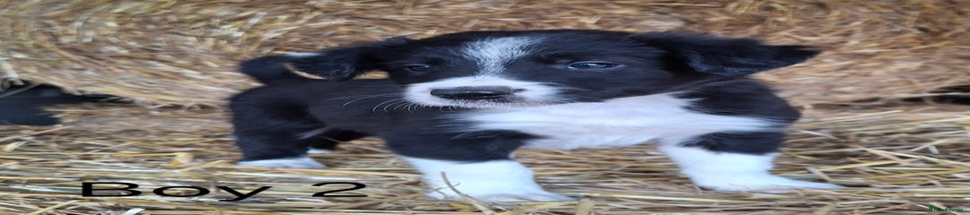 Border Collie Puppy 2