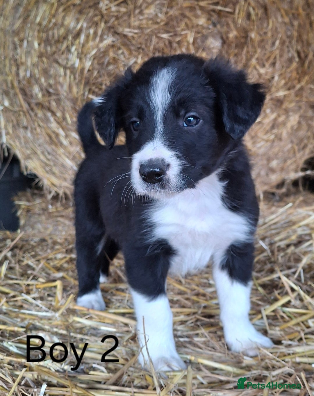 Border Collie dogs for sale: Two Beautiful Border Collie Puppies - Image 2