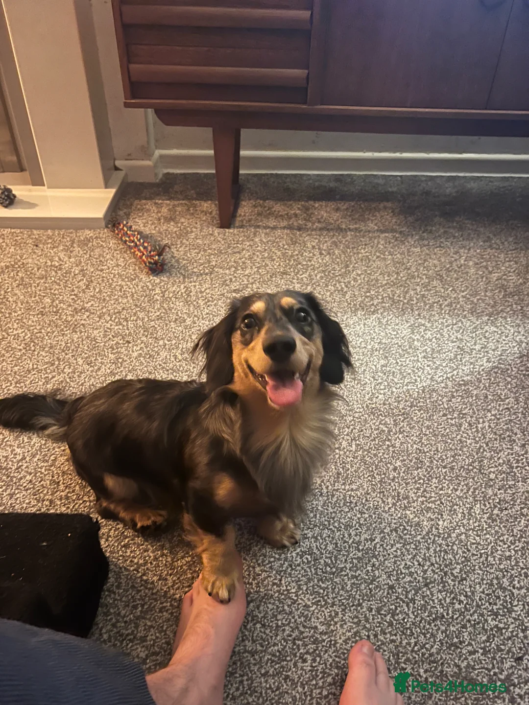 Miniature Dachshund dogs for sale: 2yo Long Haired Dachshund For New Home in Sheffield - Advert 5
