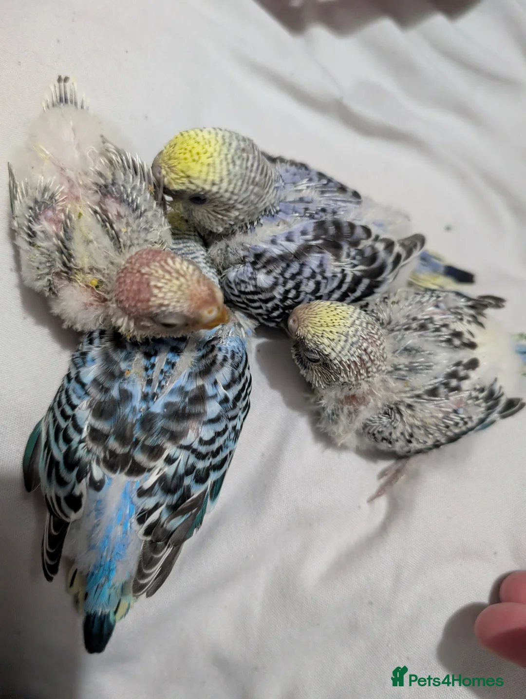 Budgerigars birds for sale: Baby budgies  - Advert 2