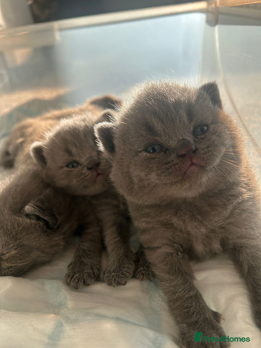 British Shorthair cats for sale: Beautiful Grey British Shorthair Kittens - Image 13
