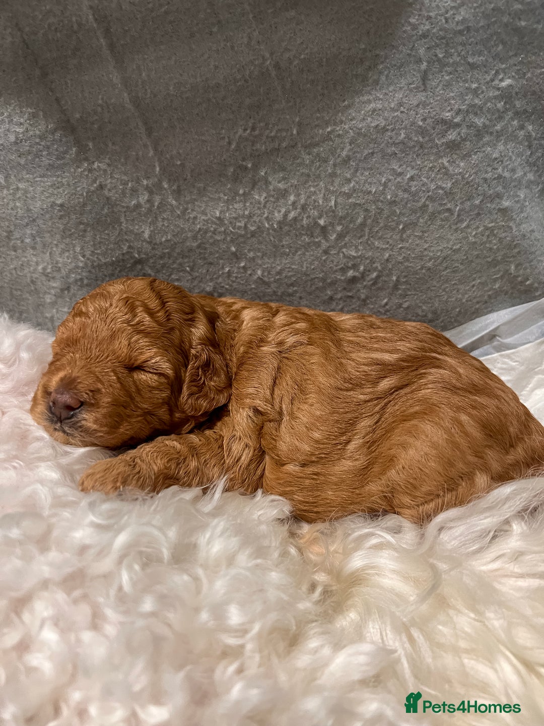 Poochon dogs for sale: Beautiful Red Poochon Puppies – Family Home Raised - Advert 17