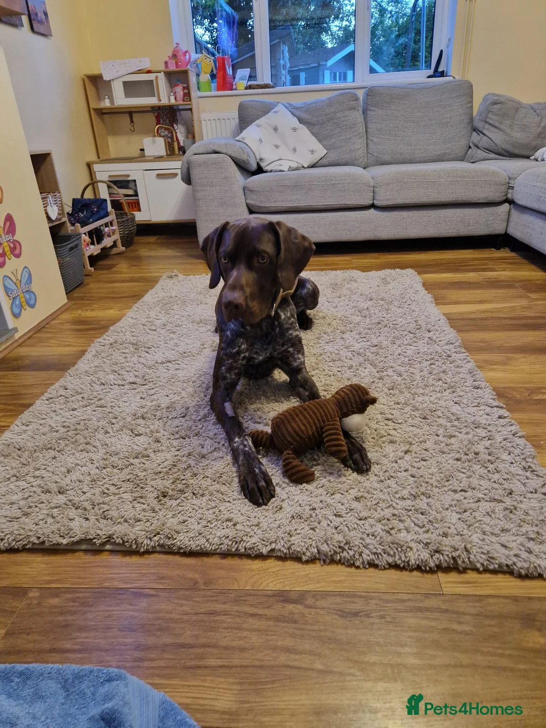 German Shorthaired Pointer dogs for sale: Our German Short Haired Pointer! - Advert 2