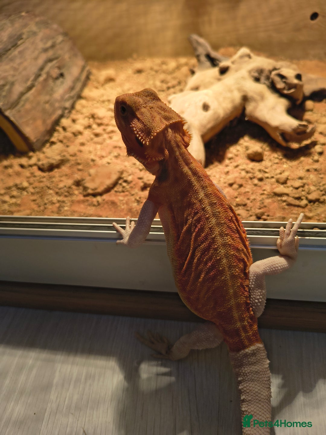 Bearded Dragon reptiles for sale: Red bearded dragon - Advert 4
