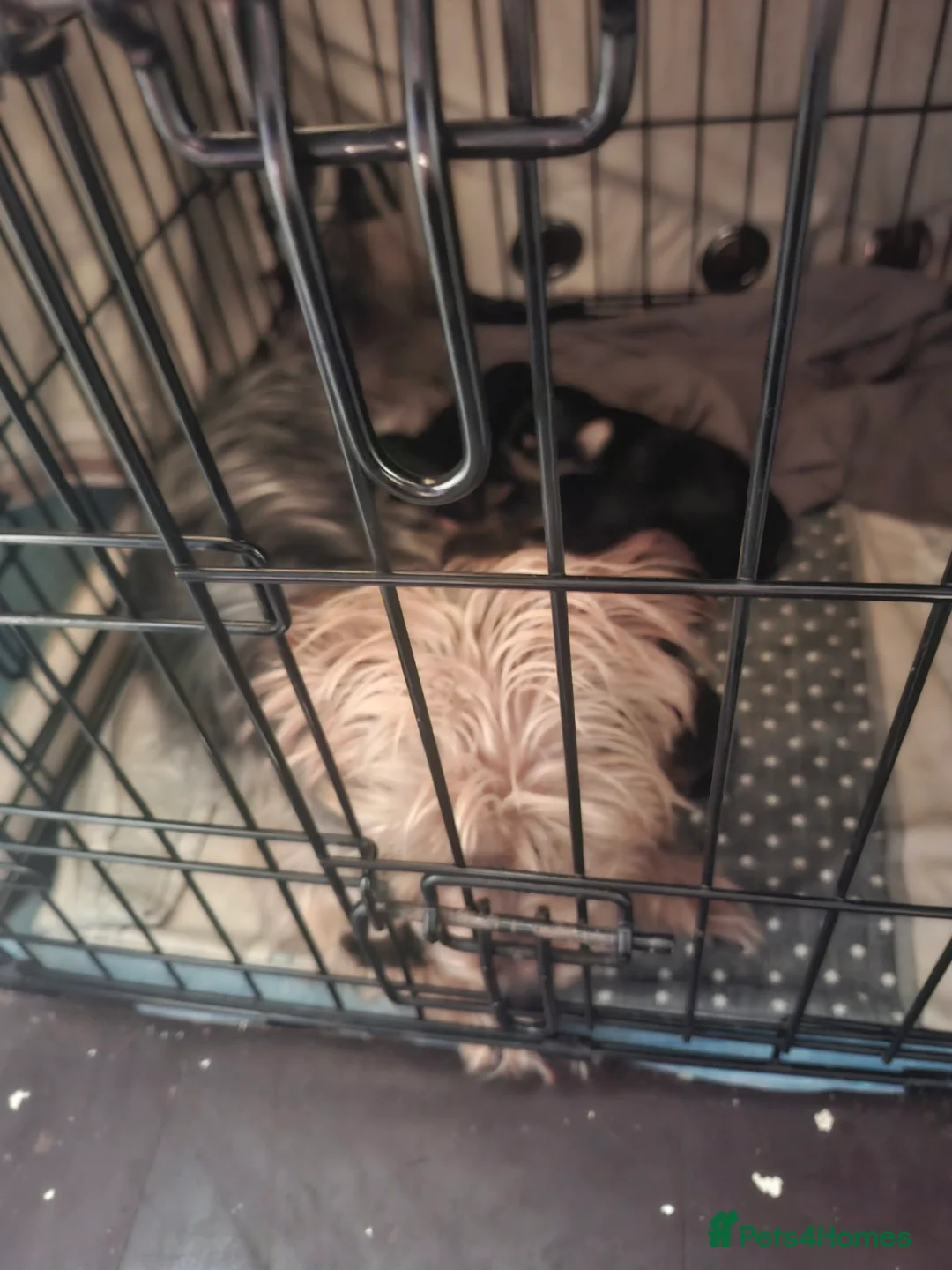 Yorkshire Terrier dogs for sale: Yorkshire puppies - Advert 2