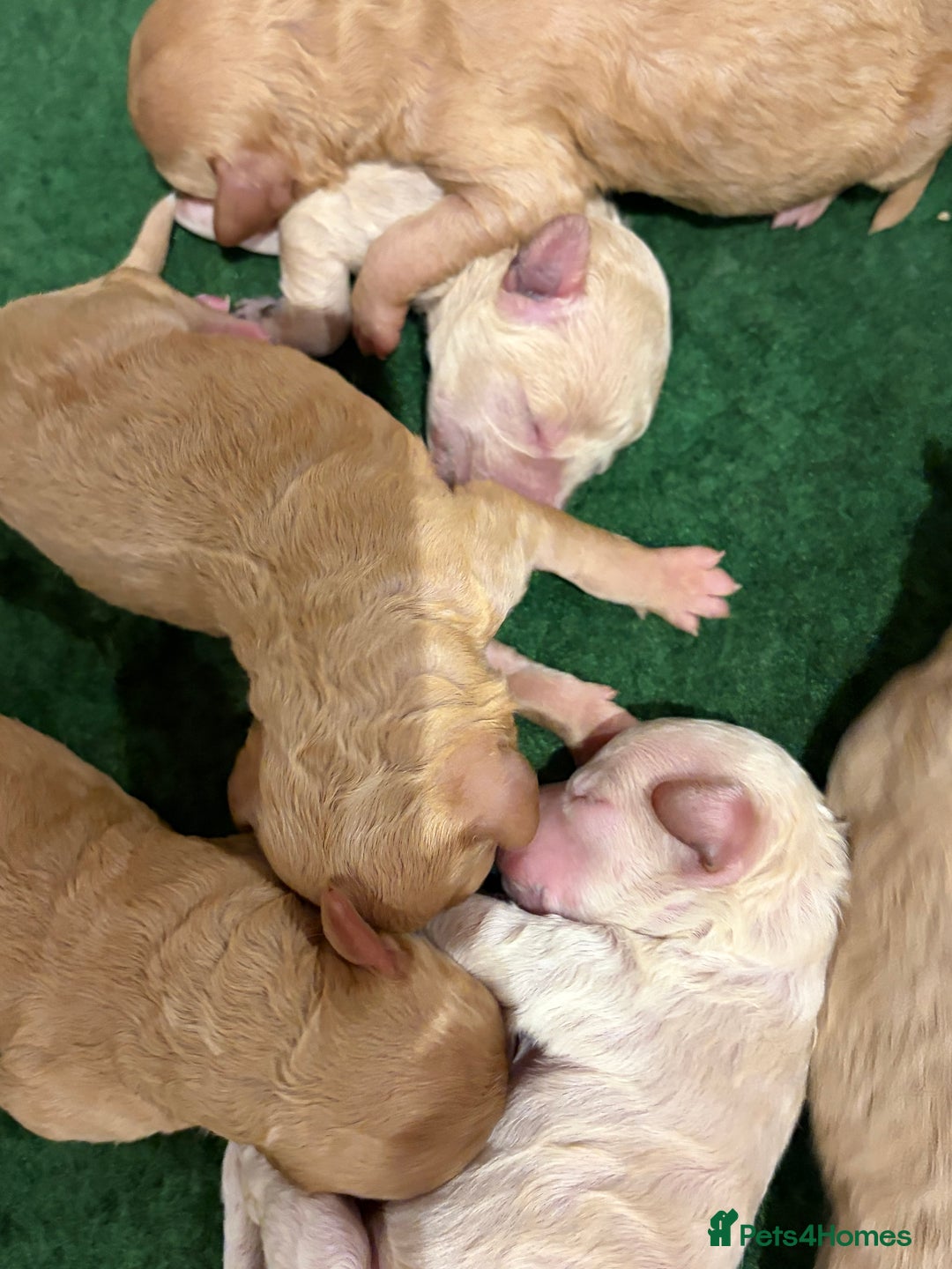 Poochon dogs for sale: Miniature Poochon puppies ready mid February - Advert 9