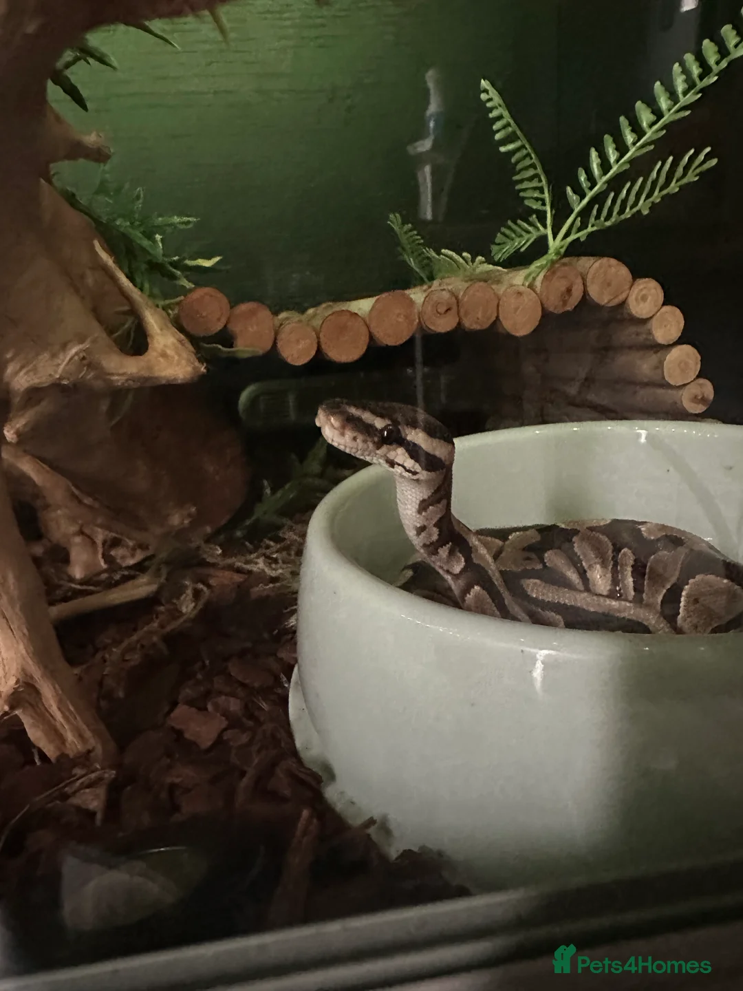 Python Snake reptiles for sale: Ball python  in Wallasey - Advert 1