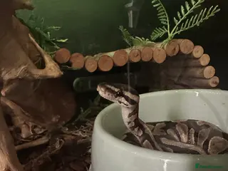 Python Snake reptiles Ball python in Wallasey - Advert 3