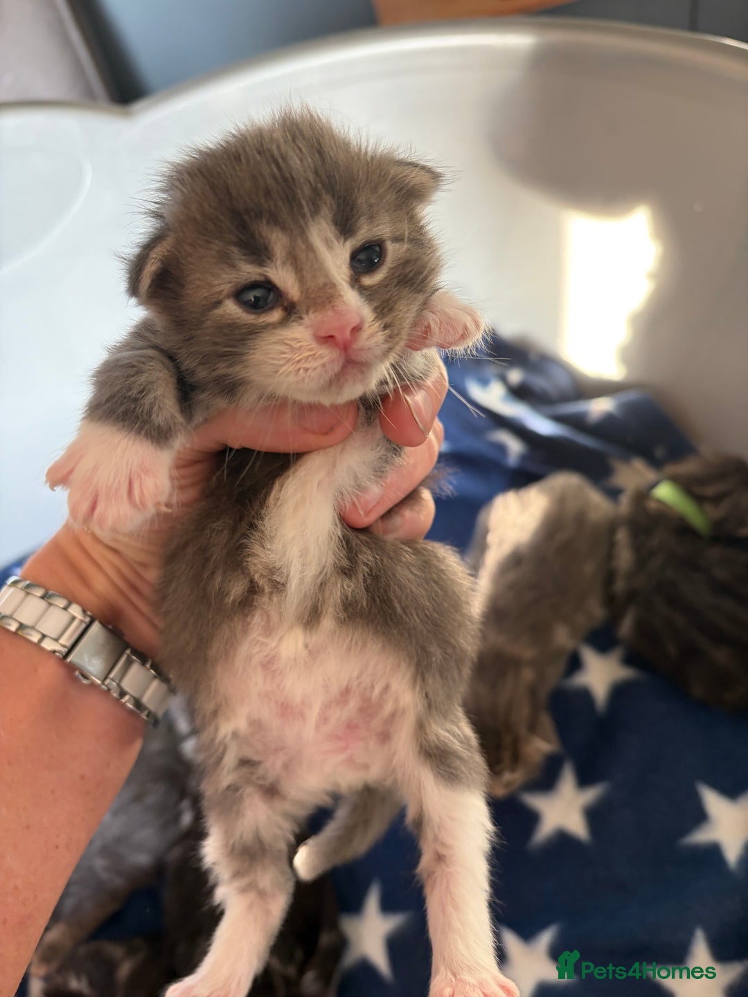 Maine Coon cats for sale: Last little girl - ready now - Advert 20