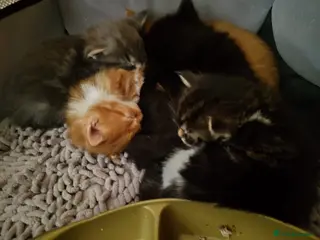 Maine Coon cats Gorgeous maine coon cross kittens - Advert 2