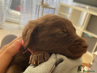 Mixed Breed dogs Beautiful Puppies – Few Left! - Advert 17