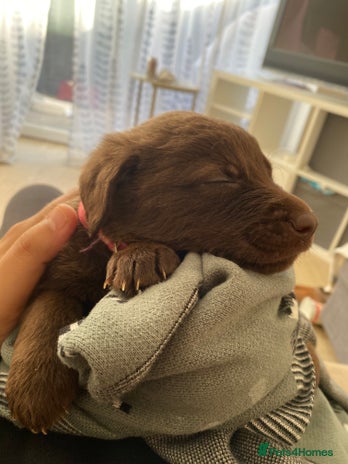 Mixed Breed dogs Beautiful Puppies – Few Left! - Advert 11