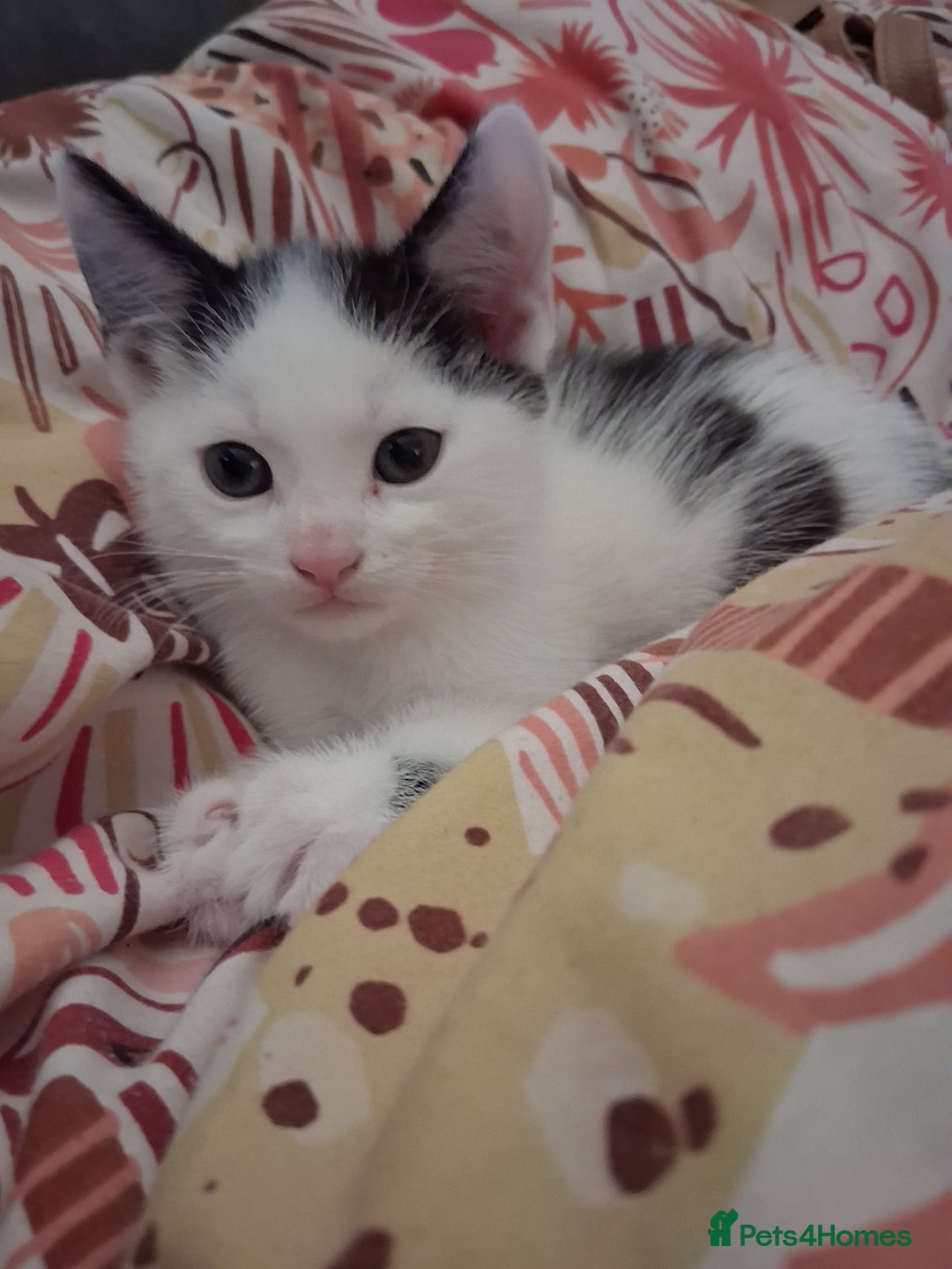 Domestic Shorthair cats for sale: 6 gorgeous mixed breed kittens - Advert 5