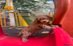 Toy Poodle dogs for sale: Adorable Toy Poodle Puppies  - Image 22