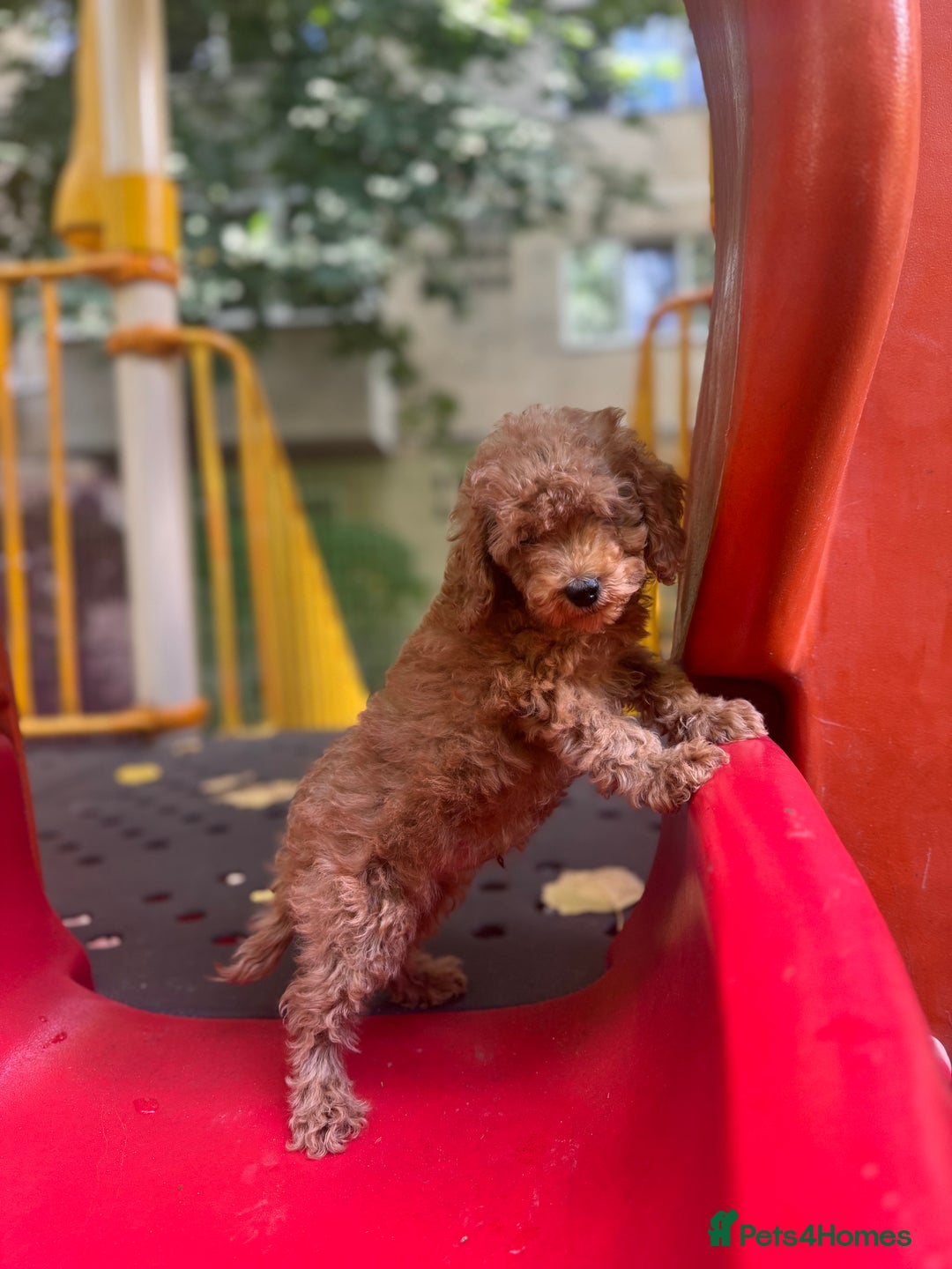 Toy Poodle dogs for sale: Adorable Toy Poodle Puppies  - Image 22
