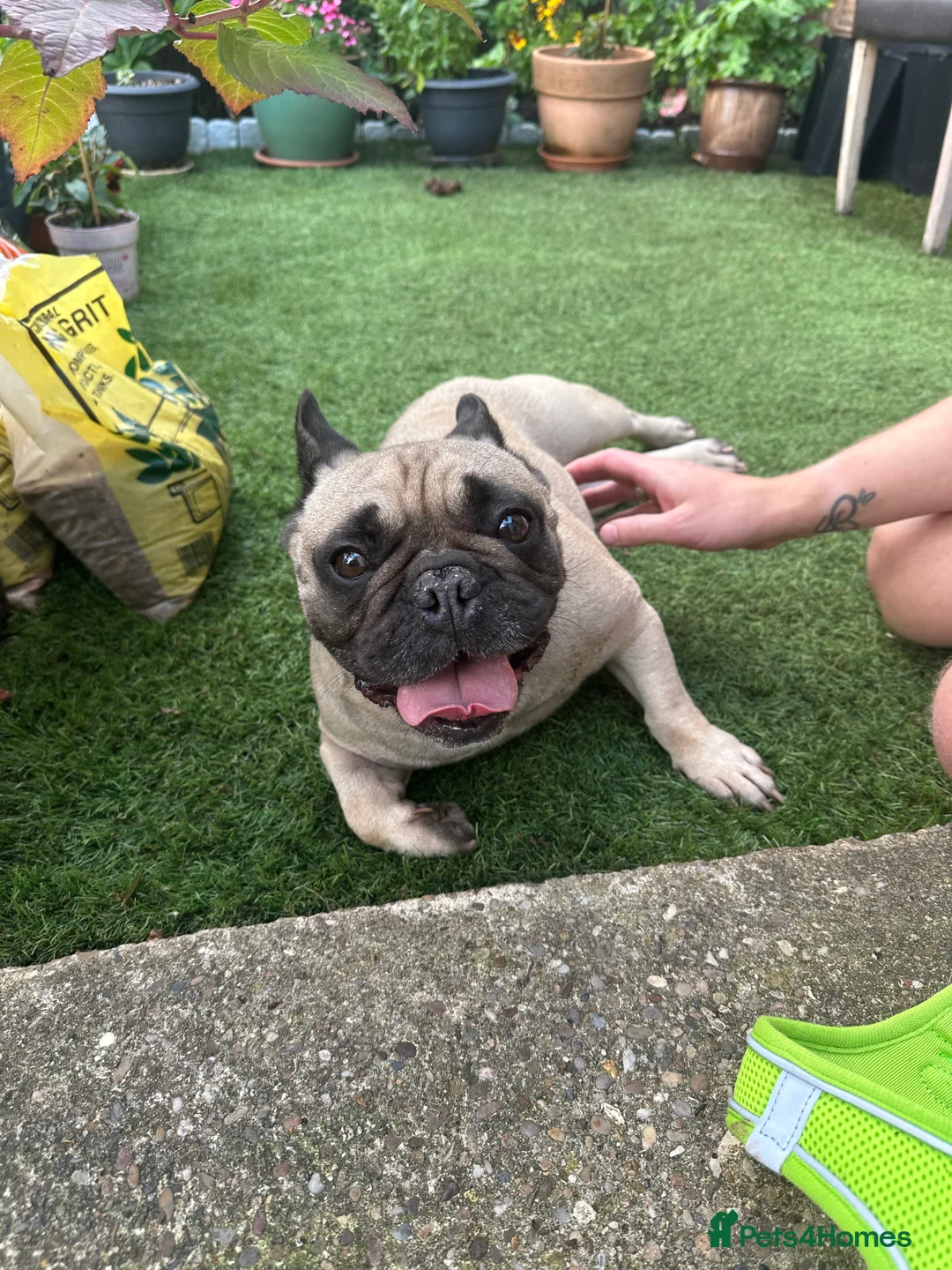 French Bulldog dogs for adoption: Bella seeks forever home  - Advert 3