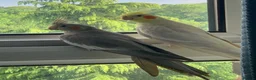Cockatiels birds for sale: 2x cocktails, large cage & food for sale  in Maidstone - Advert 4