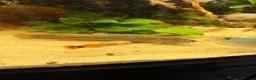 Loaches fish for sale: Three weather loach for sale in Southam - Advert 3