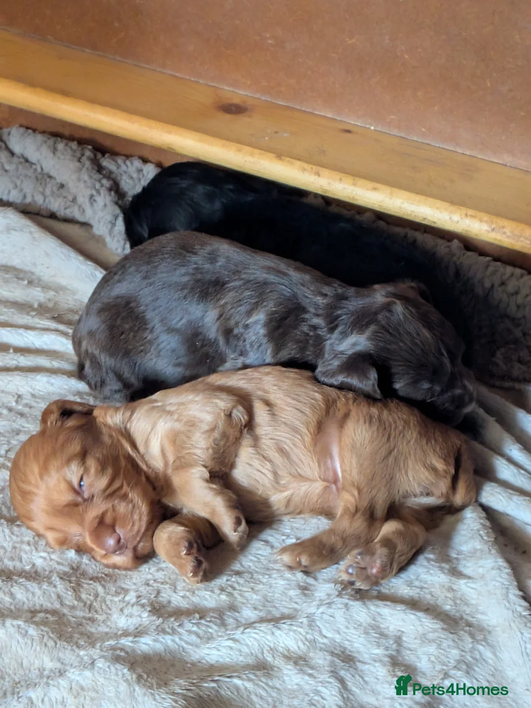 Cocker Spaniel dogs for sale: Working Cocker Spaniel Puppies - Advert 1